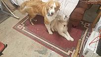 Click image for larger version

Name:	dogs1.jpg
Views:	330
Size:	471.0 KB
ID:	184724
