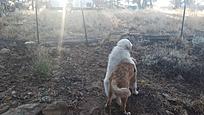 Click image for larger version

Name:	dogs2.jpg
Views:	229
Size:	439.5 KB
ID:	184725