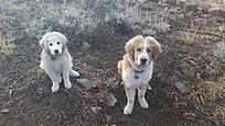 Click image for larger version

Name:	dogs3.jpg
Views:	220
Size:	47.9 KB
ID:	184726