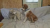 Click image for larger version

Name:	dogs4.jpg
Views:	230
Size:	453.3 KB
ID:	184727