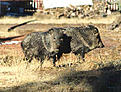 Click image for larger version

Name:	Javalinas alan duncan williams.jpg
Views:	116
Size:	14.2 KB
ID:	148322