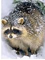 Click image for larger version

Name:	raccoon.jpg
Views:	64
Size:	18.5 KB
ID:	148389
