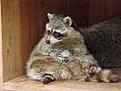 Click image for larger version

Name:	raccoon2.jpg
Views:	66
Size:	3.0 KB
ID:	148390