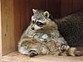 Click image for larger version

Name:	raccoon2.jpg
Views:	21
Size:	3.0 KB
ID:	148390