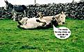 Click image for larger version

Name:	donkey.jpg
Views:	103
Size:	62.9 KB
ID:	148465