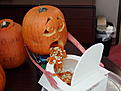 Click image for larger version

Name:	when pumpkins drink too much.jpg
Views:	126
Size:	58.7 KB
ID:	148567