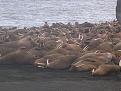 Click image for larger version

Name:	walrusherd.jpg
Views:	174
Size:	49.0 KB
ID:	148660