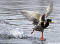 Click image for larger version

Name:	liftoffDUCK.jpg
Views:	129
Size:	28.0 KB
ID:	148833