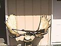 Click image for larger version

Name:	BigHorns2.jpg
Views:	120
Size:	77.2 KB
ID:	148876