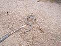 Click image for larger version

Name:	snake1.jpg
Views:	119
Size:	50.1 KB
ID:	149103