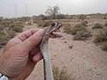 Click image for larger version

Name:	snake2.jpg
Views:	141
Size:	27.8 KB
ID:	149104