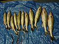 Click image for larger version

Name:	walleye catch.jpg
Views:	65
Size:	82.9 KB
ID:	149159