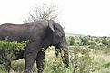 Click image for larger version

Name:	KNP - DUKE 126.jpg
Views:	210
Size:	260.8 KB
ID:	150121