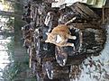 Click image for larger version

Name:	bowser on wood.jpg
Views:	121
Size:	205.3 KB
ID:	152822