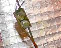 Click image for larger version

Name:	cable bug3.jpg
Views:	189
Size:	41.0 KB
ID:	153839