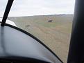 Click image for larger version

Name:	n8zu clearing cows off the runway.jpg
Views:	149
Size:	60.7 KB
ID:	158281