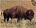 Click image for larger version

Name:	image.Buffalo.photo.jpg
Views:	78
Size:	65.6 KB
ID:	158349