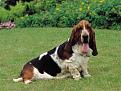 Click image for larger version

Name:	basset_hound.jpg
Views:	43
Size:	32.1 KB
ID:	158359