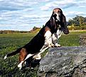 Click image for larger version

Name:	basset.jpg
Views:	87
Size:	23.4 KB
ID:	158360