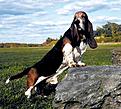 Click image for larger version

Name:	basset.jpg
Views:	45
Size:	23.4 KB
ID:	158360