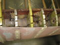 Click image for larger version

Name:	IMG_0956s2.PNG
Views:	311
Size:	198.4 KB
ID:	158892