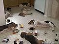 Click image for larger version

Name:	partiedout0lz.jpg
Views:	137
Size:	12.1 KB
ID:	160424