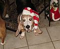 Click image for larger version

Name:	sadie xmas.jpg
Views:	80
Size:	103.2 KB
ID:	160869