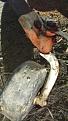 Click image for larger version

Name:	20141102_210424_resized.jpg
Views:	157
Size:	193.8 KB
ID:	161612